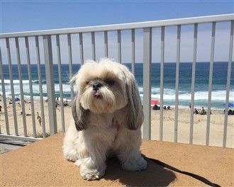 Can a shih tzu walk hot sale 2 miles